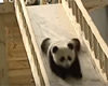 Cute panda on slide movie