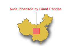 Giant Panda Habitat