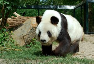 Giant Panda