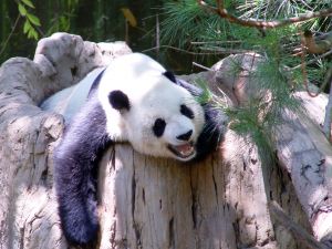 Giant Panda Conservation