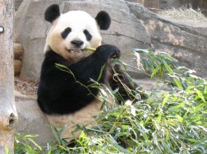 Giant Panda Conservation