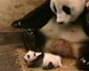Startled panda bear movie