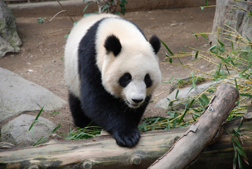 Panda Bear