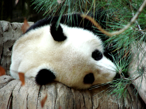 Panda Sleeping