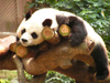 Panda Sleeping